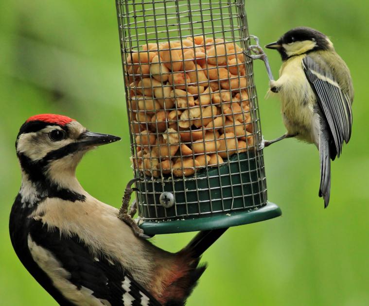 Kleine Natuur Groots In Beeld Vogels Bijvoeren Nu Horst Aan De Maas