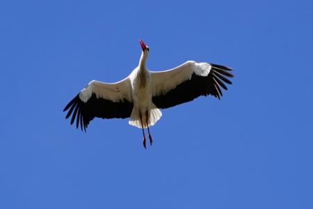 Ooievaar in vlucht