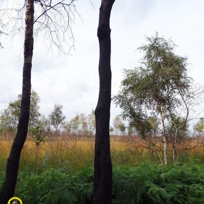 De Peelbrand, hoe is het nu met de natuur?