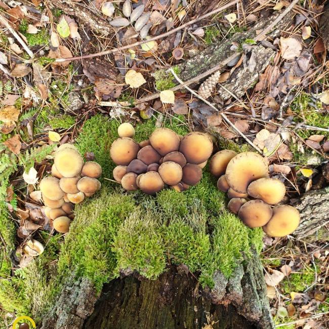 Prachtige paddenstoelen