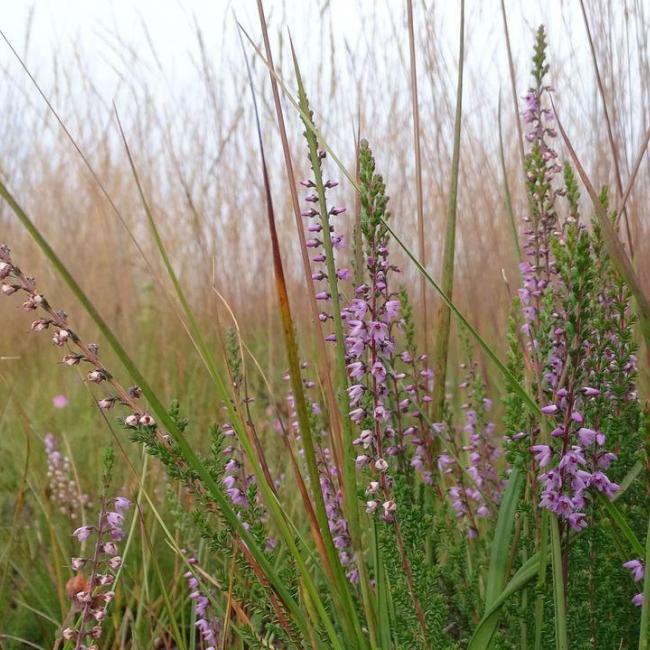 De Peelbrand, hoe is het nu met de natuur?