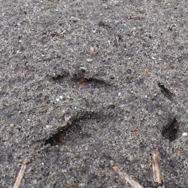 De Peelbrand, hoe is het nu met de natuur?