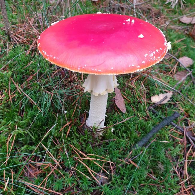 Prachtige paddenstoelen