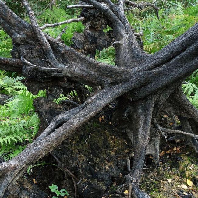 De Peelbrand, hoe is het nu met de natuur?