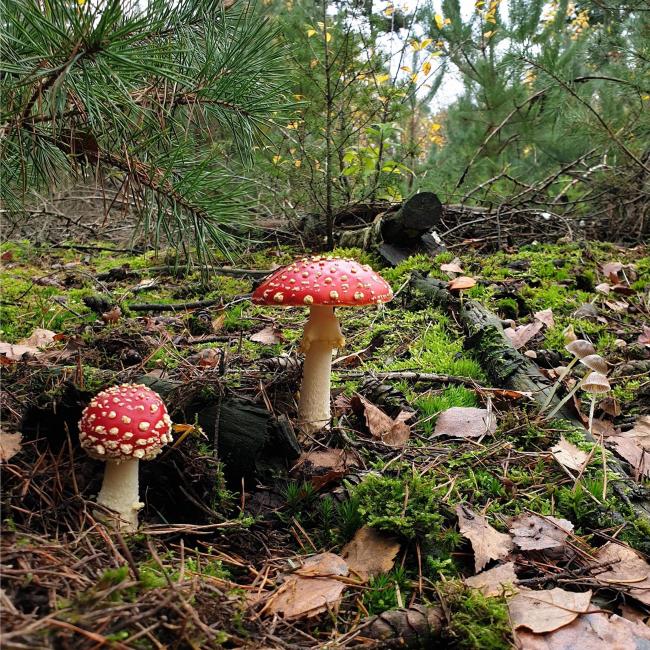 Prachtige paddenstoelen