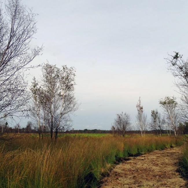 De Peelbrand, hoe is het nu met de natuur?