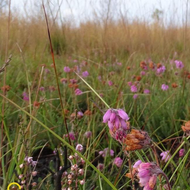 De Peelbrand, hoe is het nu met de natuur?