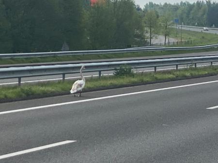 Zwaan op A73.jpg