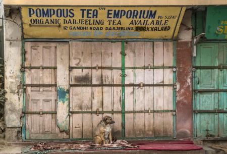 India Darjeeling Het Pompeuze Thee-Emporium (1).jpg