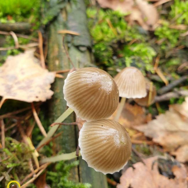 Prachtige paddenstoelen