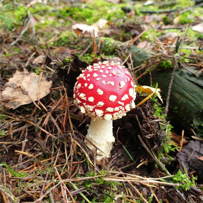 Prachtige paddenstoelen